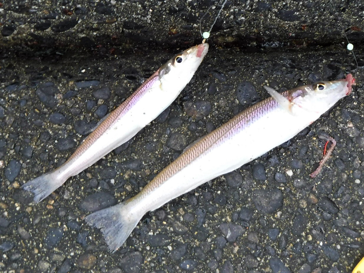 新潟県 島見浜 キス釣り好調です 福島県 自然遊び
